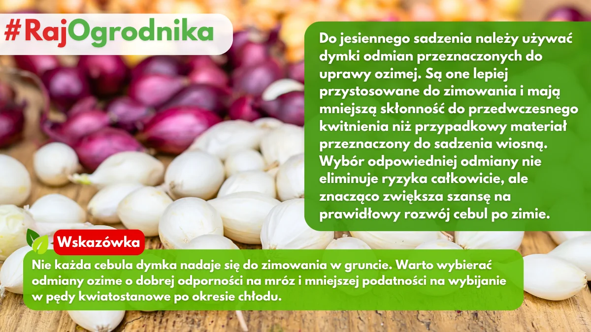Jaką dymkę wybierać do sadzenia jesienią w ogrodzie blog sklep rajogrodnika